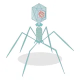 Bacteriofago